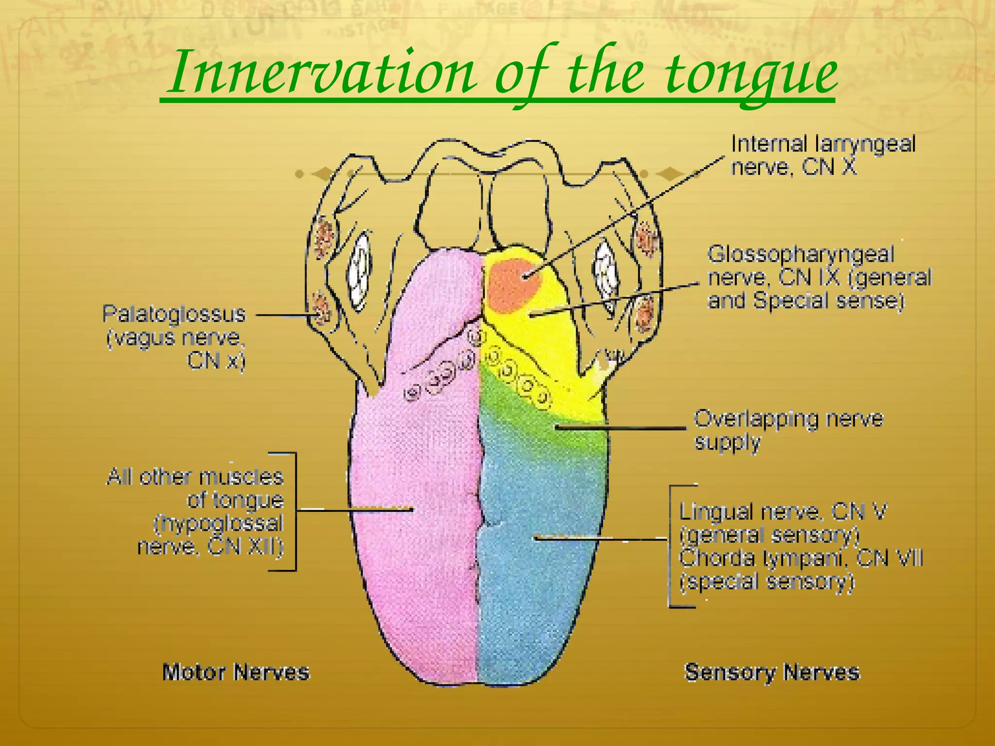 Innervation of the tongue
 