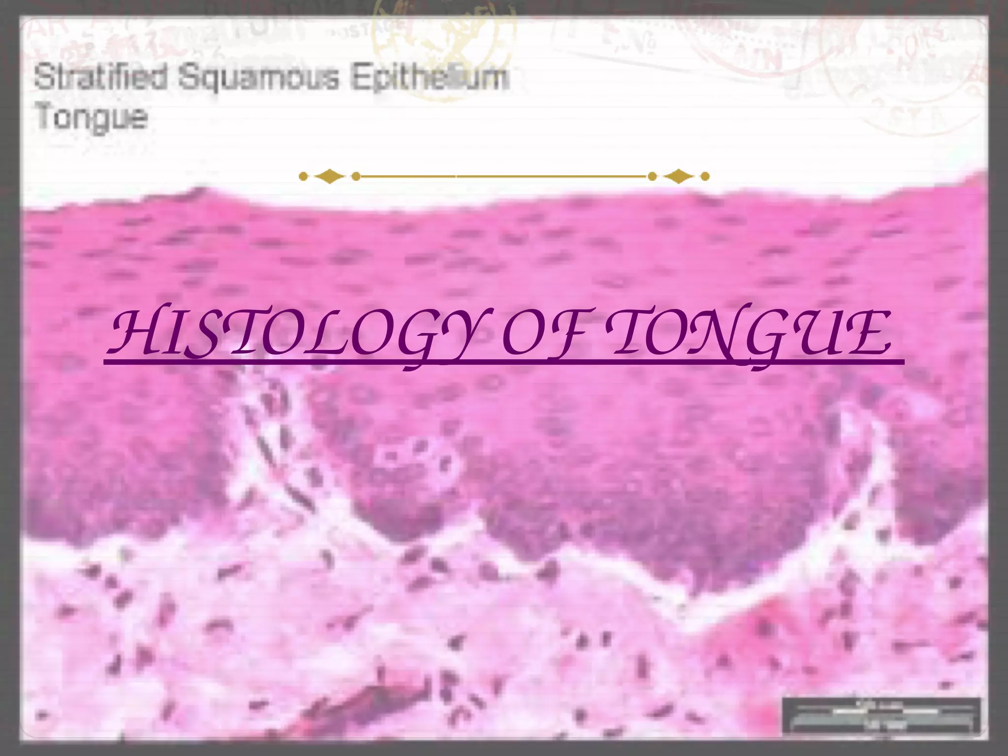 HISTOLOGY OF TONGUE 
 
