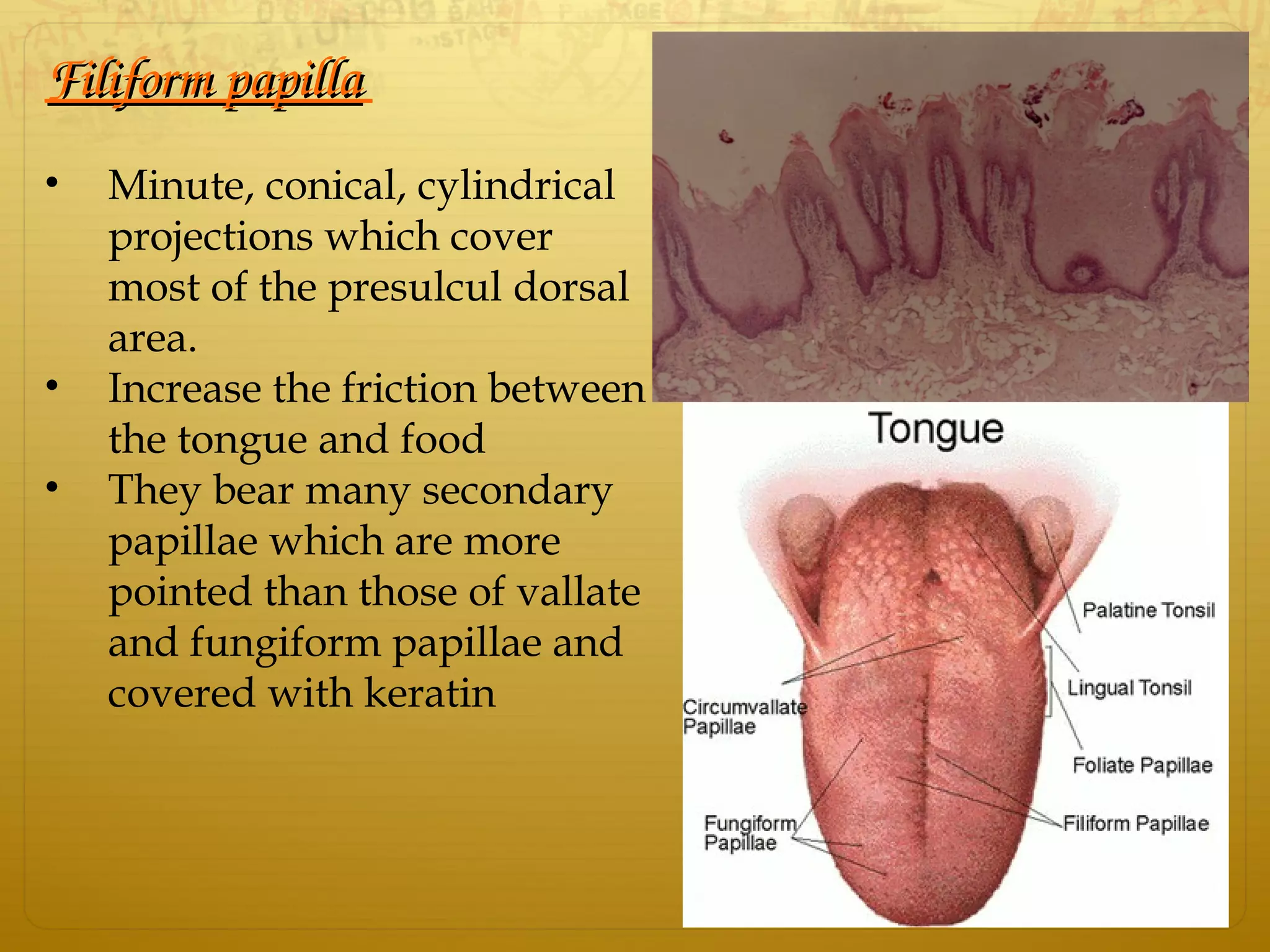 Filiform papillaFiliform papilla 
• Minute, conical, cylindrical
projections which cover
most of the presulcul dorsal
area.
• Increase the friction between
the tongue and food
• They bear many secondary
papillae which are more
pointed than those of vallate
and fungiform papillae and
covered with keratin
 