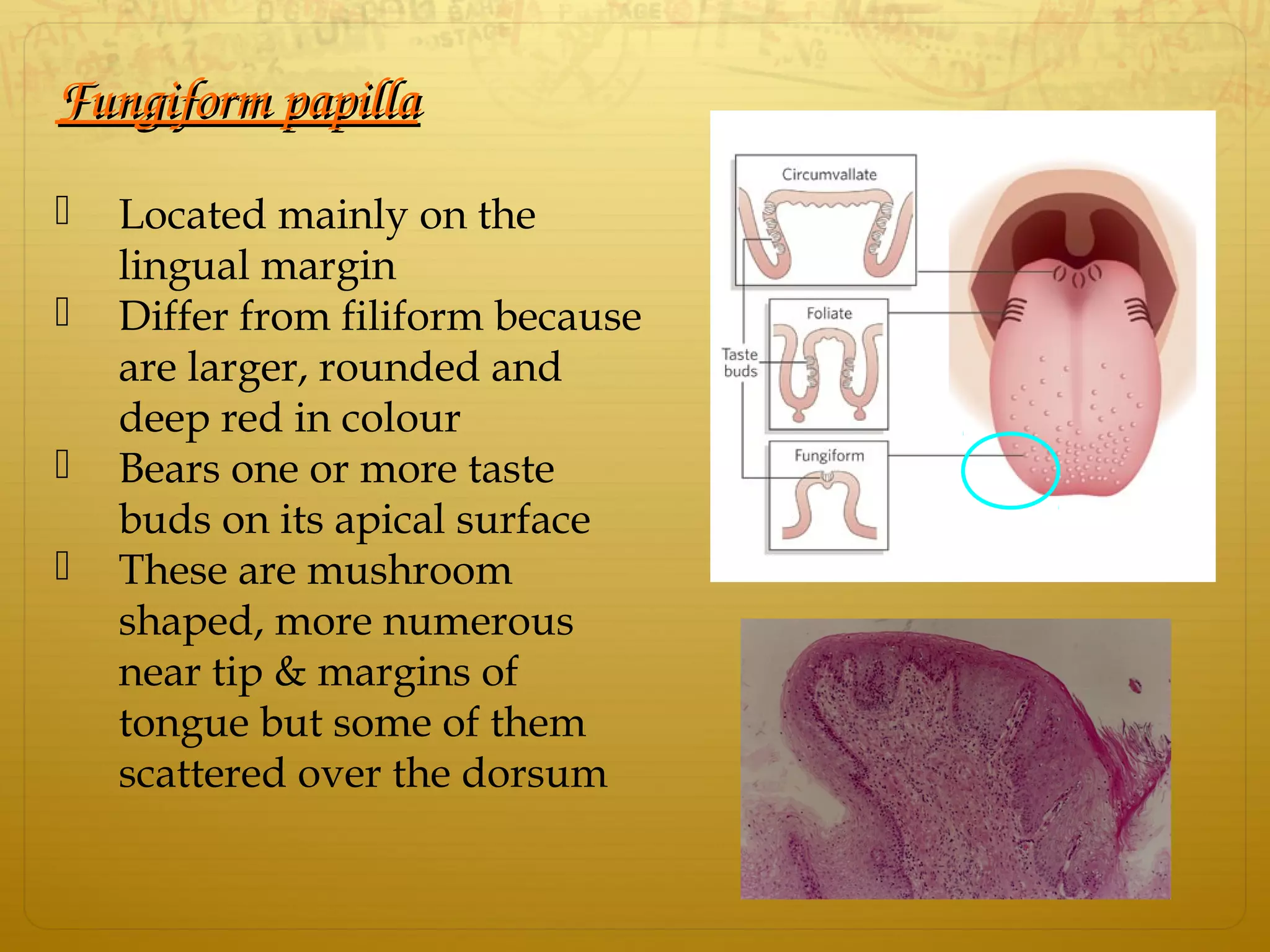 Fungiform papillaFungiform papilla
 Located mainly on the
lingual margin
 Differ from filiform because
are larger, rounded and
deep red in colour
 Bears one or more taste
buds on its apical surface
 These are mushroom
shaped, more numerous
near tip & margins of
tongue but some of them
scattered over the dorsum
 