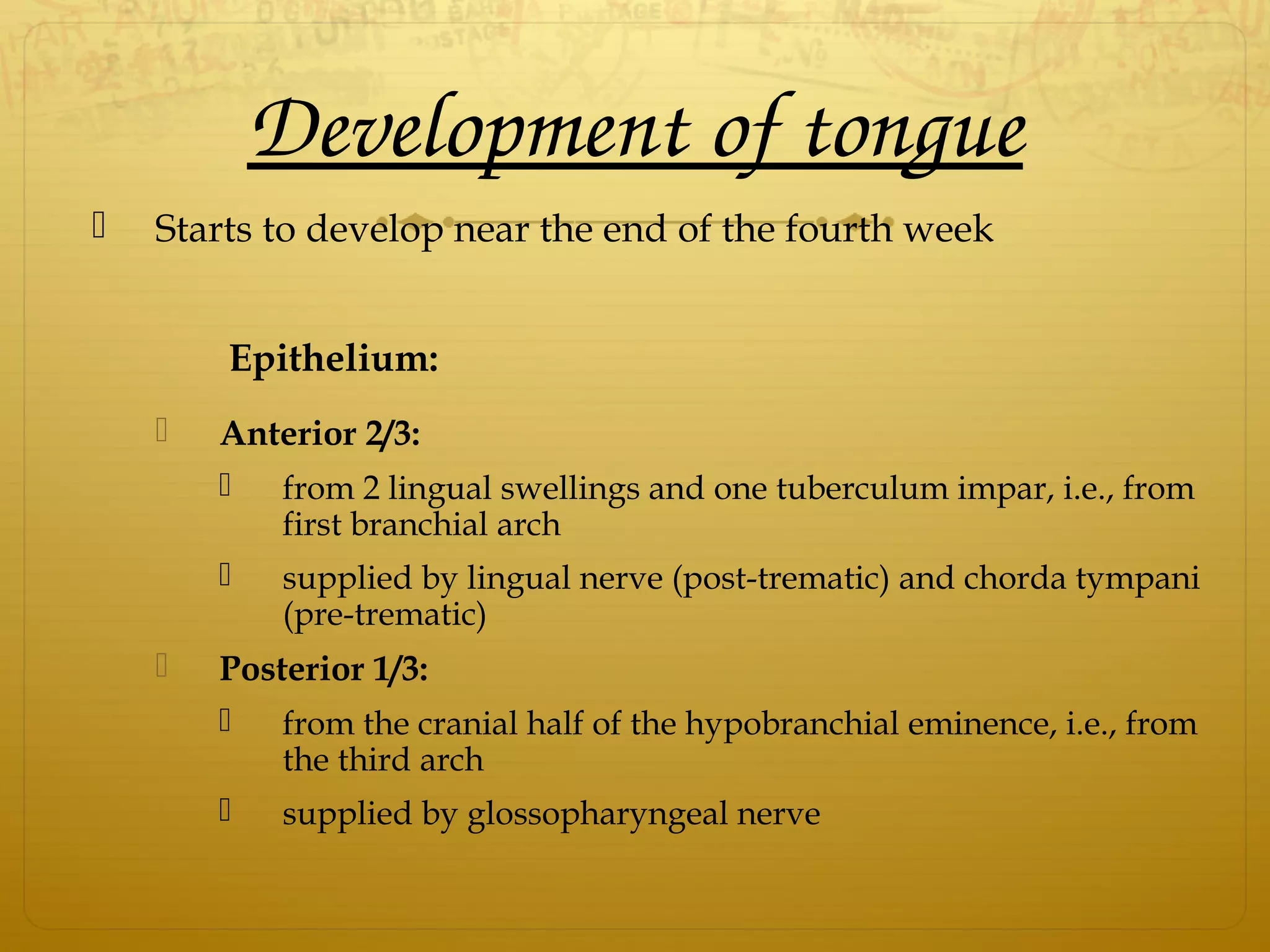 Development of tongue
 Starts to develop near the end of the fourth week
Epithelium:
 Anterior 2/3:
 from 2 lingual swellings and one tuberculum impar, i.e., from
first branchial arch
 supplied by lingual nerve (post-trematic) and chorda tympani
(pre-trematic)
 Posterior 1/3:
 from the cranial half of the hypobranchial eminence, i.e., from
the third arch
 supplied by glossopharyngeal nerve
 