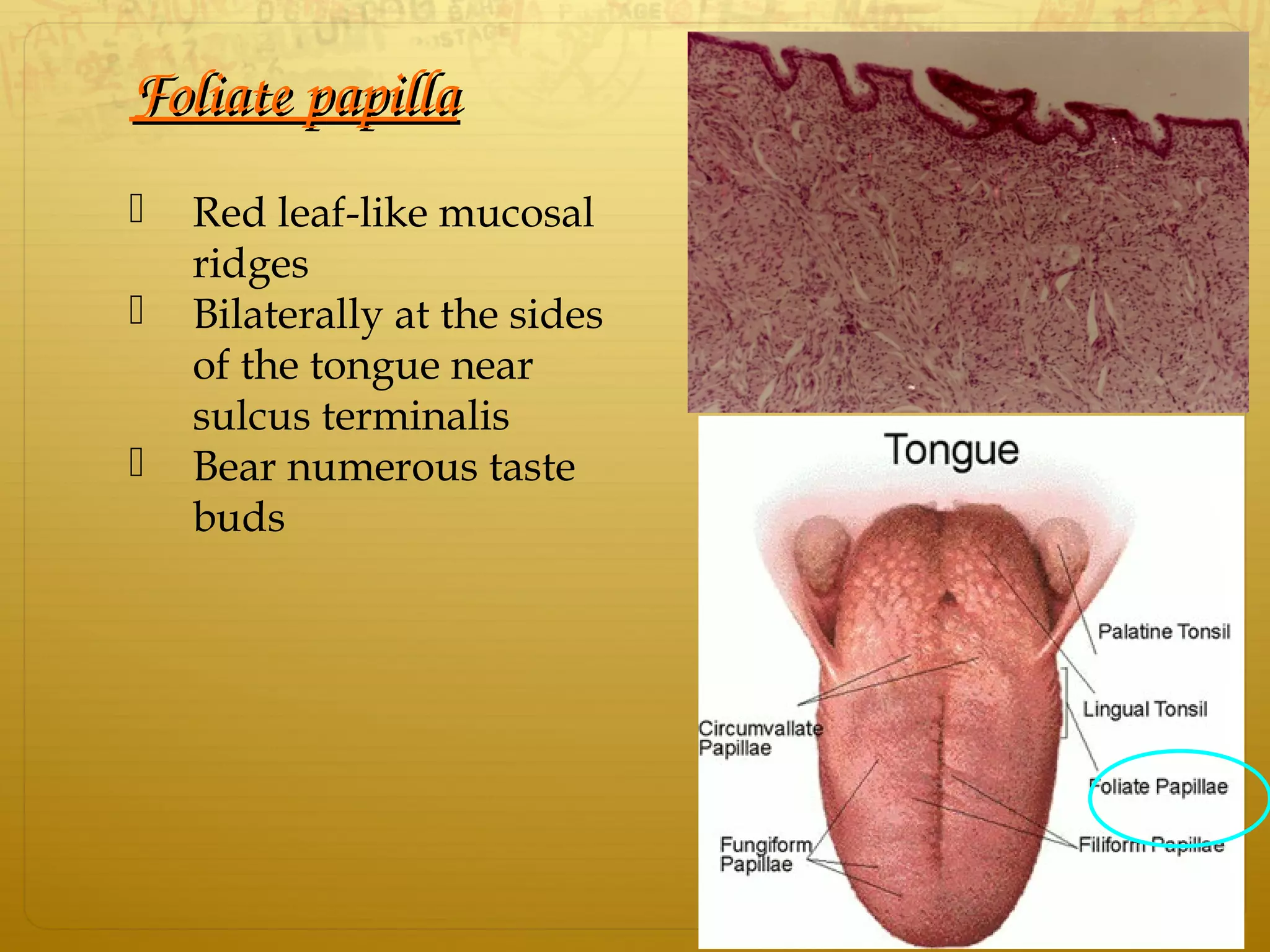 Foliate papillaFoliate papilla
 Red leaf-like mucosal
ridges
 Bilaterally at the sides
of the tongue near
sulcus terminalis
 Bear numerous taste
buds
 