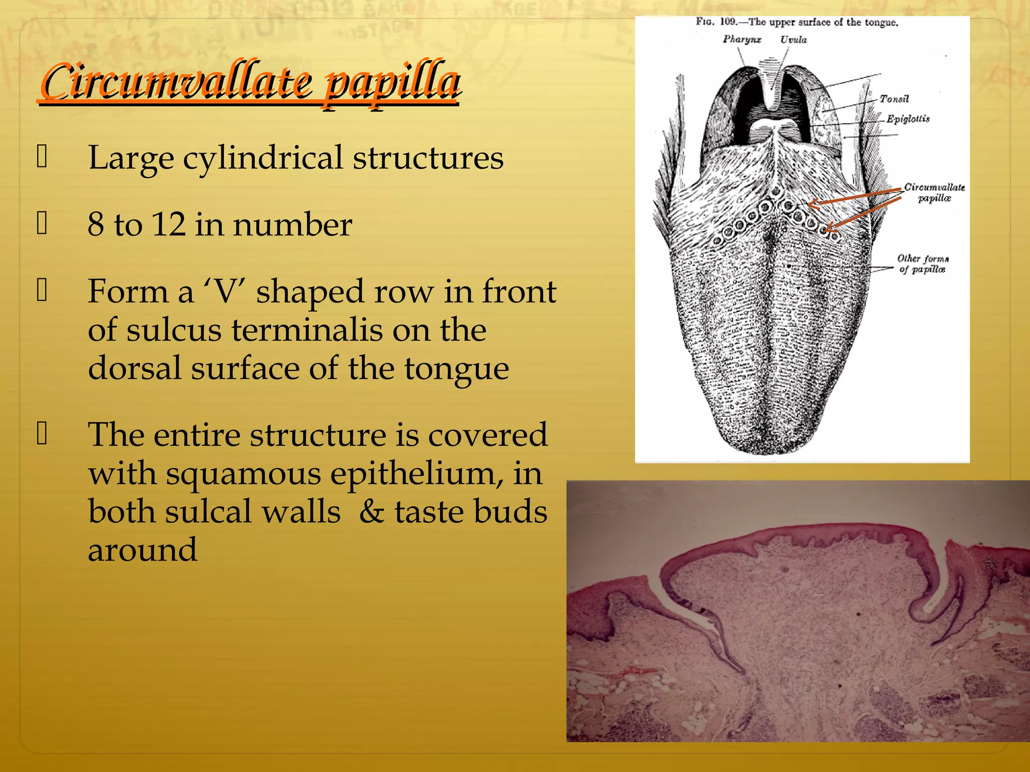 Circumvallate papillaCircumvallate papilla
 Large cylindrical structures
 8 to 12 in number
 Form a ‘V’ shaped row in front
of sulcus terminalis on the
dorsal surface of the tongue
 The entire structure is covered
with squamous epithelium, in
both sulcal walls & taste buds
around
 