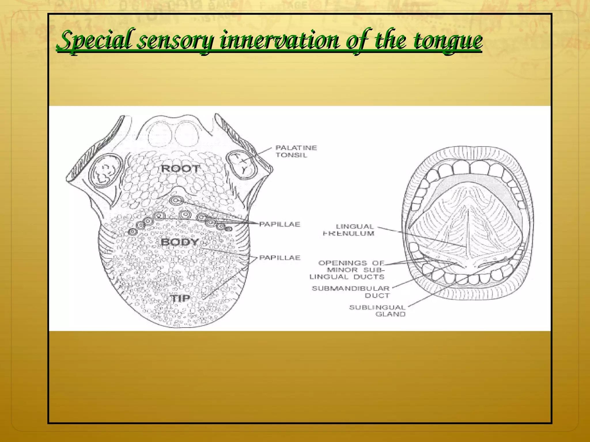 Special sensory innervation of the tongueSpecial sensory innervation of the tongue
 