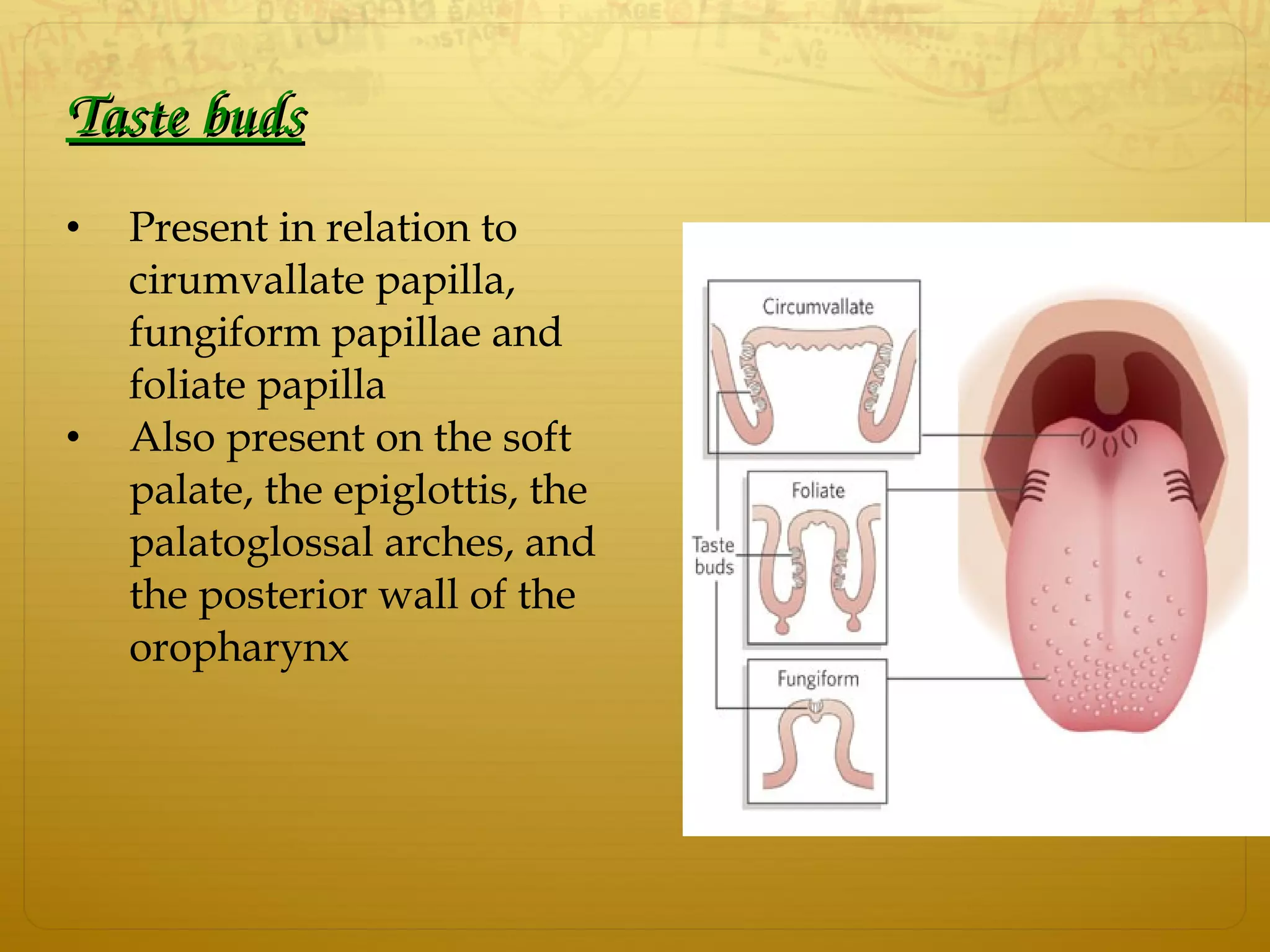 Taste budsTaste buds
• Present in relation to
cirumvallate papilla,
fungiform papillae and
foliate papilla
• Also present on the soft
palate, the epiglottis, the
palatoglossal arches, and
the posterior wall of the
oropharynx
 