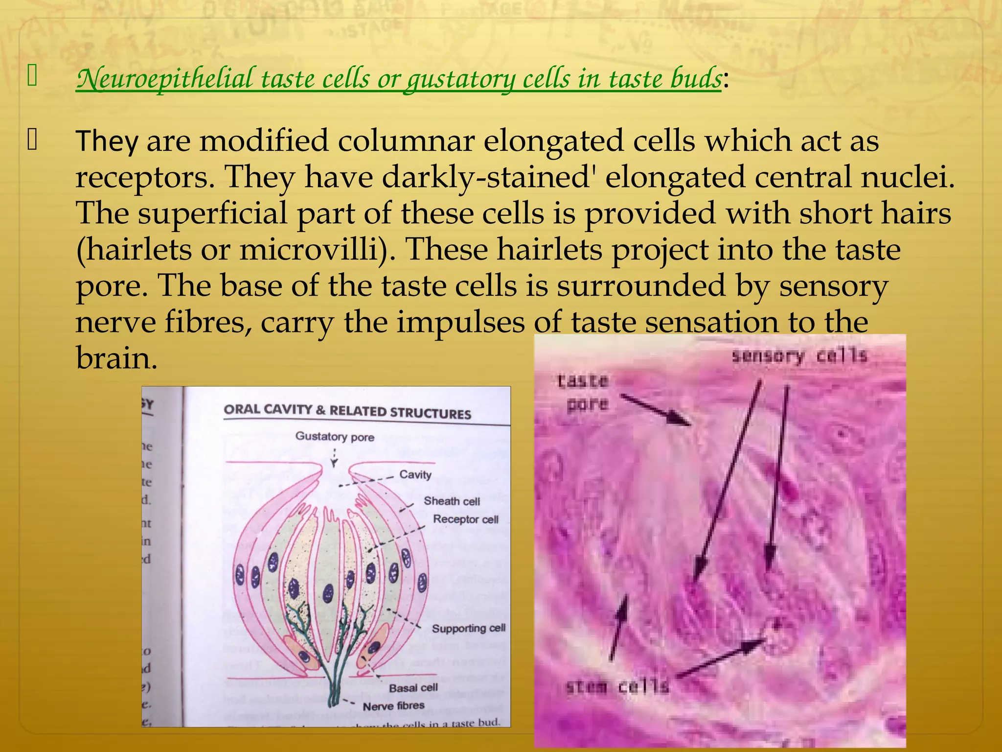  Neuroepithelial taste cells or gustatory cells in taste buds:
 They are modified columnar elongated cells which act as
receptors. They have darkly-stained' elongated central nuclei.
The superficial part of these cells is provided with short hairs
(hairlets or microvilli). These hairlets project into the taste
pore. The base of the taste cells is surrounded by sensory
nerve fibres, carry the impulses of taste sensation to the
brain.
 