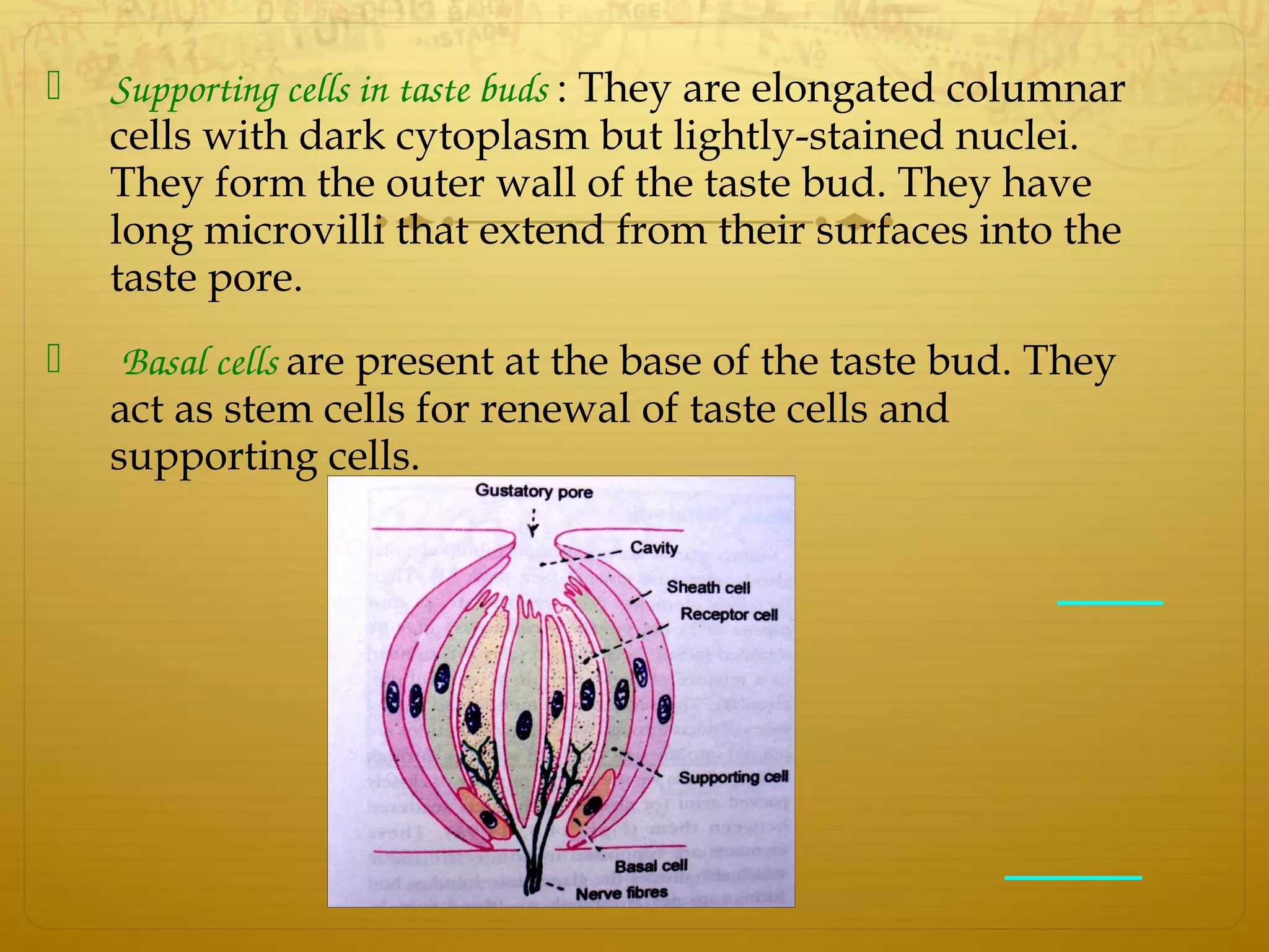  Supporting cells in taste buds : They are elongated columnar
cells with dark cytoplasm but lightly-stained nuclei.
They form the outer wall of the taste bud. They have
long microvilli that extend from their surfaces into the
taste pore.
 Basal cells are present at the base of the taste bud. They
act as stem cells for renewal of taste cells and
supporting cells.
 
