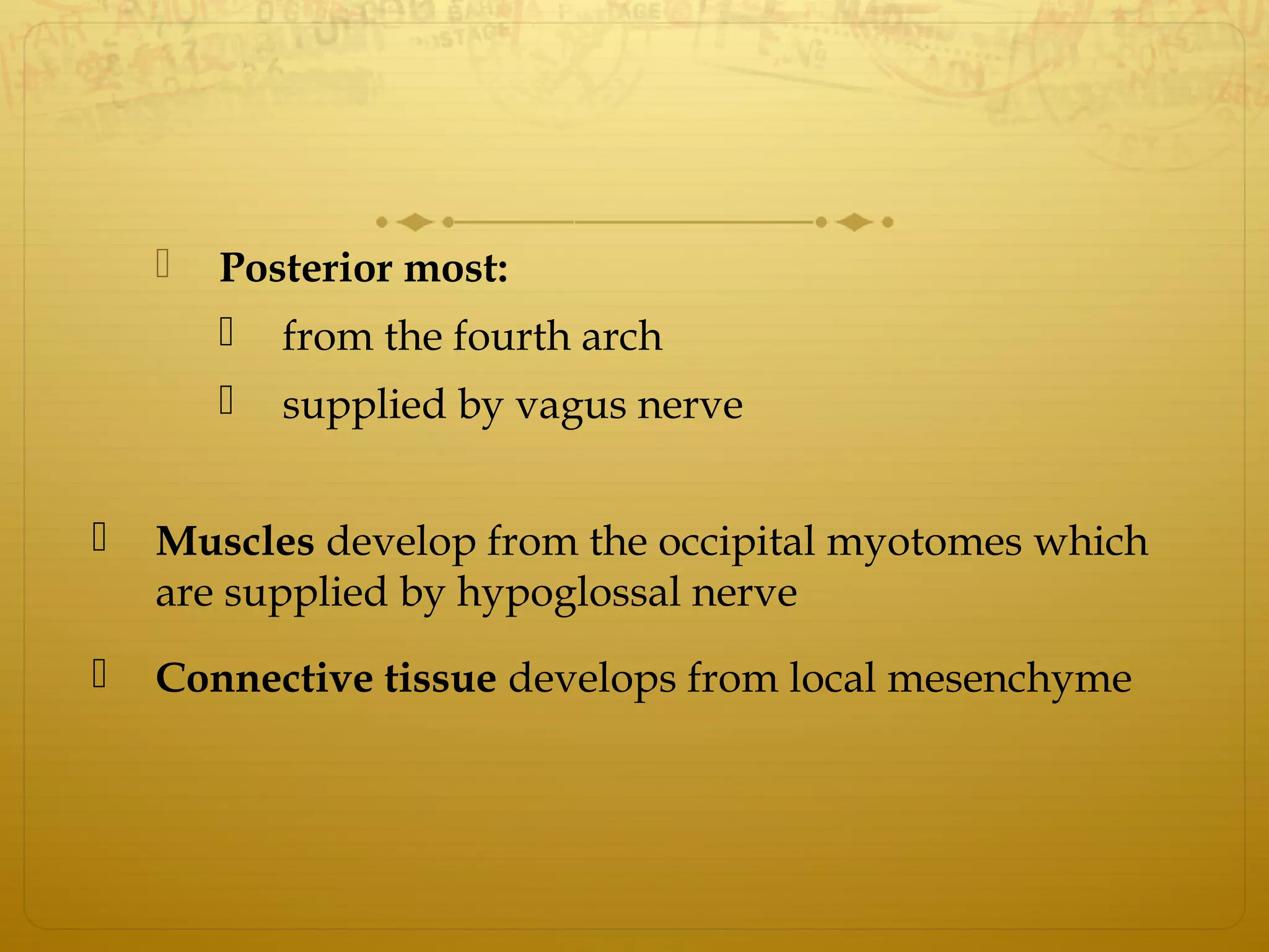  Posterior most:
 from the fourth arch
 supplied by vagus nerve
 Muscles develop from the occipital myotomes which
are supplied by hypoglossal nerve
 Connective tissue develops from local mesenchyme
 