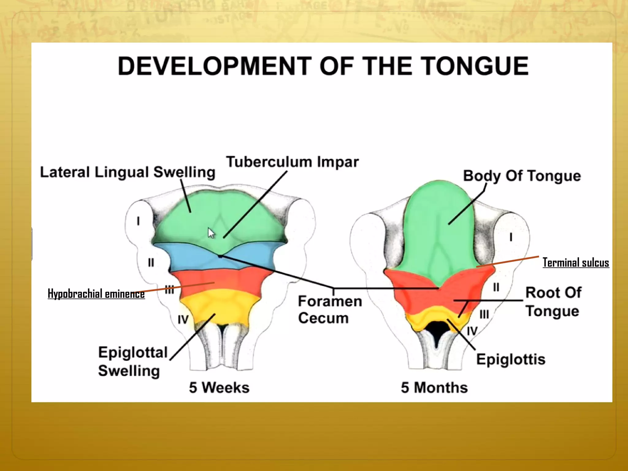 Terminal sulcus
Hypobrachial eminence
 