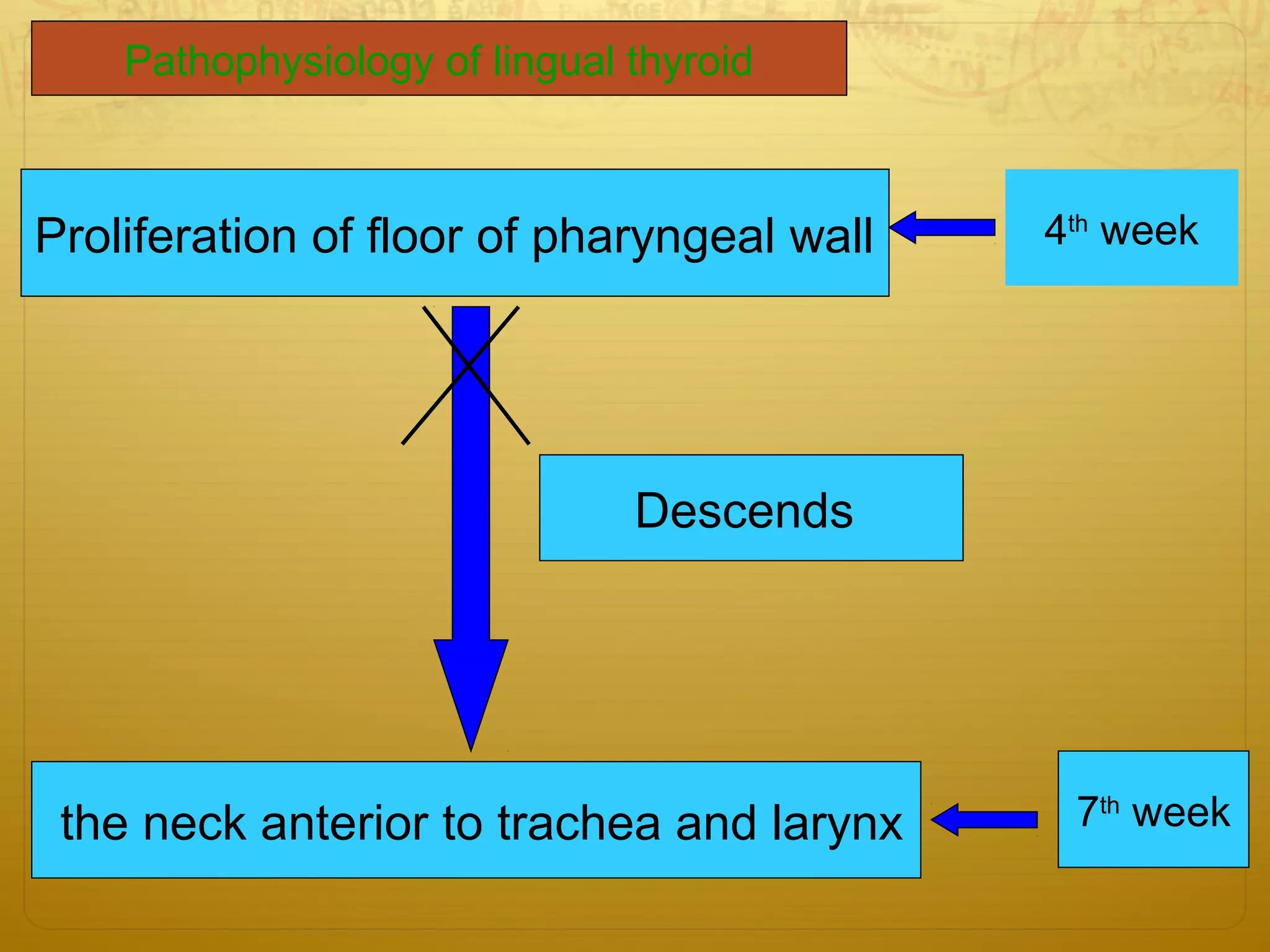 Proliferation of floor of pharyngeal wall 4th
week
Descends
the neck anterior to trachea and larynx 7th
week
Pathophysiology of lingual thyroid
 