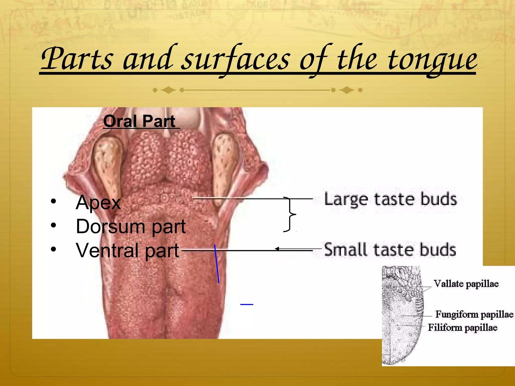 Parts and surfaces of the tongue
Oral Part
• Apex
• Dorsum part
• Ventral part
 