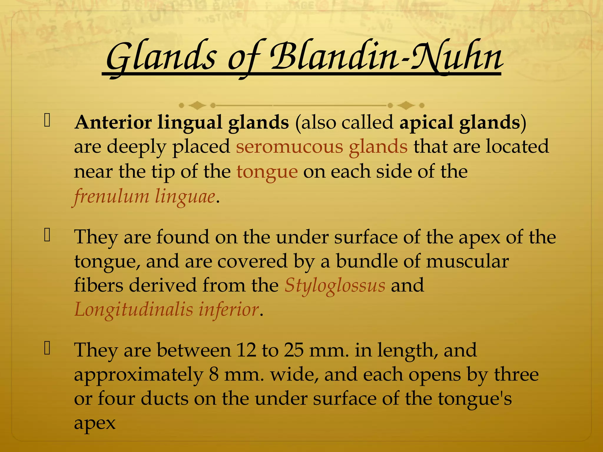 Glands of Blandin­Nuhn
 Anterior lingual glands (also called apical glands)
are deeply placed seromucous glands that are located
near the tip of the tongue on each side of the
frenulum linguae.
 They are found on the under surface of the apex of the
tongue, and are covered by a bundle of muscular
fibers derived from the Styloglossus and
Longitudinalis inferior.
 They are between 12 to 25 mm. in length, and
approximately 8 mm. wide, and each opens by three
or four ducts on the under surface of the tongue's
apex
 