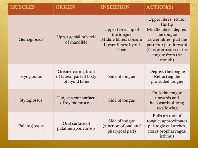 Image result for extrinsic muscles of tongue and their function