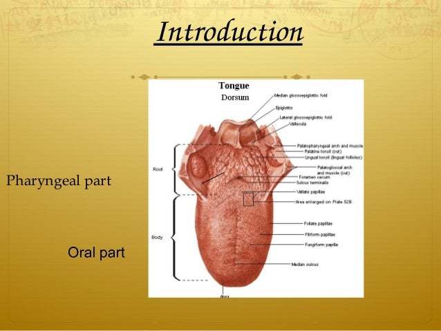 Tongue ppt