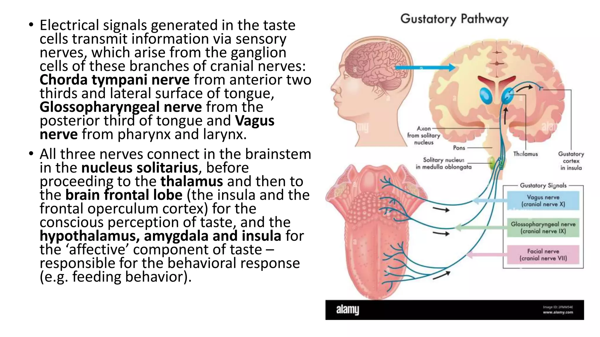 • Electrical signals generated in the taste
cells transmit information via sensory
nerves, which arise from the ganglion
cells of these branches of cranial nerves:
Chorda tympani nerve from anterior two
thirds and lateral surface of tongue,
Glossopharyngeal nerve from the
posterior third of tongue and Vagus
nerve from pharynx and larynx.
• All three nerves connect in the brainstem
in the nucleus solitarius, before
proceeding to the thalamus and then to
the brain frontal lobe (the insula and the
frontal operculum cortex) for the
conscious perception of taste, and the
hypothalamus, amygdala and insula for
the ‘affective’ component of taste –
responsible for the behavioral response
(e.g. feeding behavior).
 