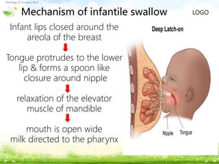 LOGOMechanism of infantile swallow
Infant lips closed around the
areola of the breast
Tongue protrudes to the lower
lip & forms a spoon like
closure around nipple
relaxation of the elevator
muscle of mandible
mouth is open wide
milk directed to the pharynx
 
