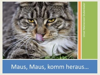 Maus, Maus, komm heraus…
UnserMainecoonStubenkater
 