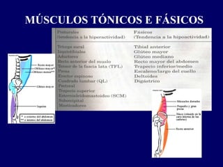 MÚSCULOS TÓNICOS E FÁSICOS
 