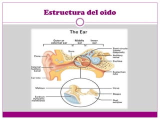 Estructura del oido
 