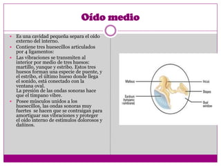 Oído medio
 Es una cavidad pequeña separa el oído
  externo del interno.
 Contiene tres huesecillos articulados
  por 4 ligamentos:
 Las vibraciones se transmiten al
  interior por medio de tres huesos:
  martillo, yunque y estribo. Estos tres
  huesos forman una especie de puente, y
  el estribo, el último hueso donde llega
  el sonido, está conectado con la
  ventana oval.
  La presión de las ondas sonoras hace
  que el tímpano vibre.
 Posee músculos unidos a los
  huesecillos, las ondas sonoras muy
  fuertes se hacen que se contraigan para
  amortiguar sus vibraciones y proteger
  el oído interno de estímulos dolorosos y
  dañinos.
 