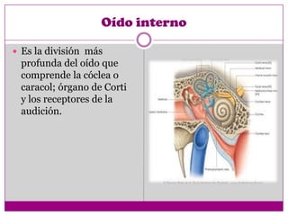 Oído interno

 Es la división más
 profunda del oído que
 comprende la cóclea o
 caracol; órgano de Corti
 y los receptores de la
 audición.
 