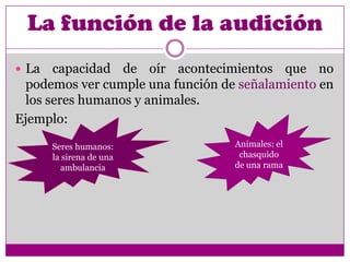 La función de la audición
 La   capacidad de oír acontecimientos que no
  podemos ver cumple una función de señalamiento en
  los seres humanos y animales.
Ejemplo:

       Seres humanos:              Animales: el
       la sirena de una             chasquido
         ambulancia                de una rama
 
