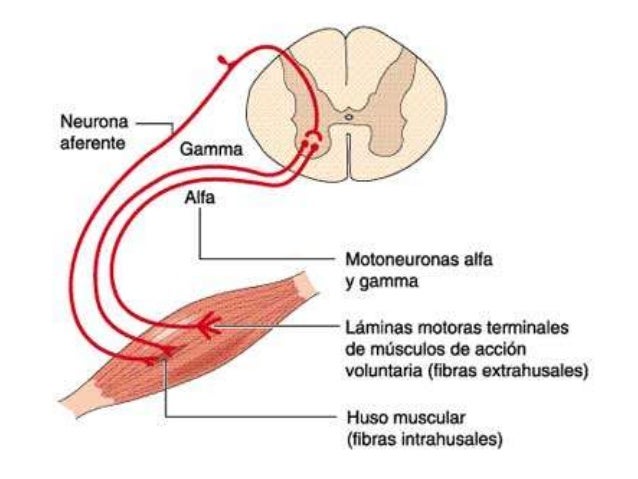 Motoneurona alfa y gamma pdf writer