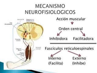 Acción muscular
Orden central
Inhibidora

Facilitadora

Fascículos reticuloespinales
Interno
(Facilita)

Externo
(Inhibe)

 