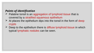 TONSIL HISTOLOGY FOR MBBS BY JEANEE THONGRAM | PPTX