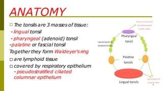 ANATOMY
□ The tonsilsare 3 masses of tissue:
- lingual tonsil
- pharyngeal (adenoid) tonsil
-palatine or fascial tonsil
Togetherthey form Waldeyer'sring
□ are lymphoid tissue
□ covered by respiratory epithelium
- pseudostratified ciliated
columnar epithelium
3
 