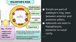 ● Tonsils are part of
waldeyer’s ring, seen
between anterior and
posterior pillars.
● Adenoids are seen in
Nasopharynx,
posterior to nasal
cavity
 