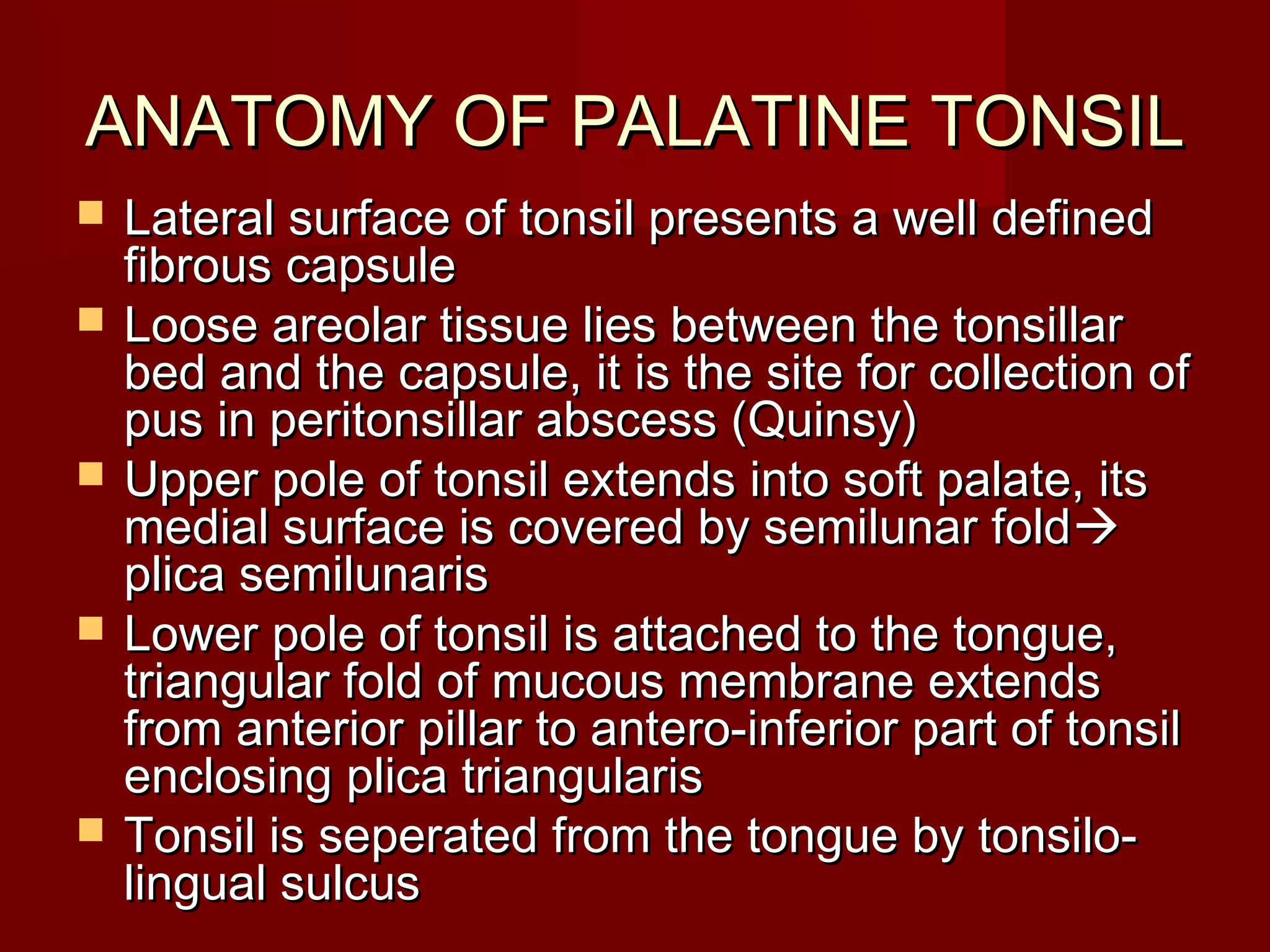 ANATOMY OF PALATINE TONSIL
   Lateral surface of tonsil presents a well defined
    fibrous capsule
   Loose areolar tissue lies between the tonsillar
    bed and the capsule, it is the site for collection of
    pus in peritonsillar abscess (Quinsy)
   Upper pole of tonsil extends into soft palate, its
    medial surface is covered by semilunar fold
    plica semilunaris
   Lower pole of tonsil is attached to the tongue,
    triangular fold of mucous membrane extends
    from anterior pillar to antero-inferior part of tonsil
    enclosing plica triangularis
   Tonsil is seperated from the tongue by tonsilo-
    lingual sulcus
 