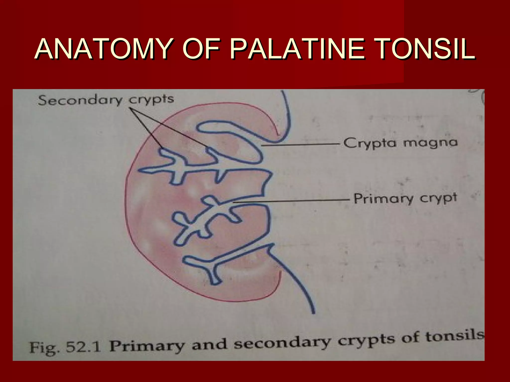 ANATOMY OF PALATINE TONSIL
 