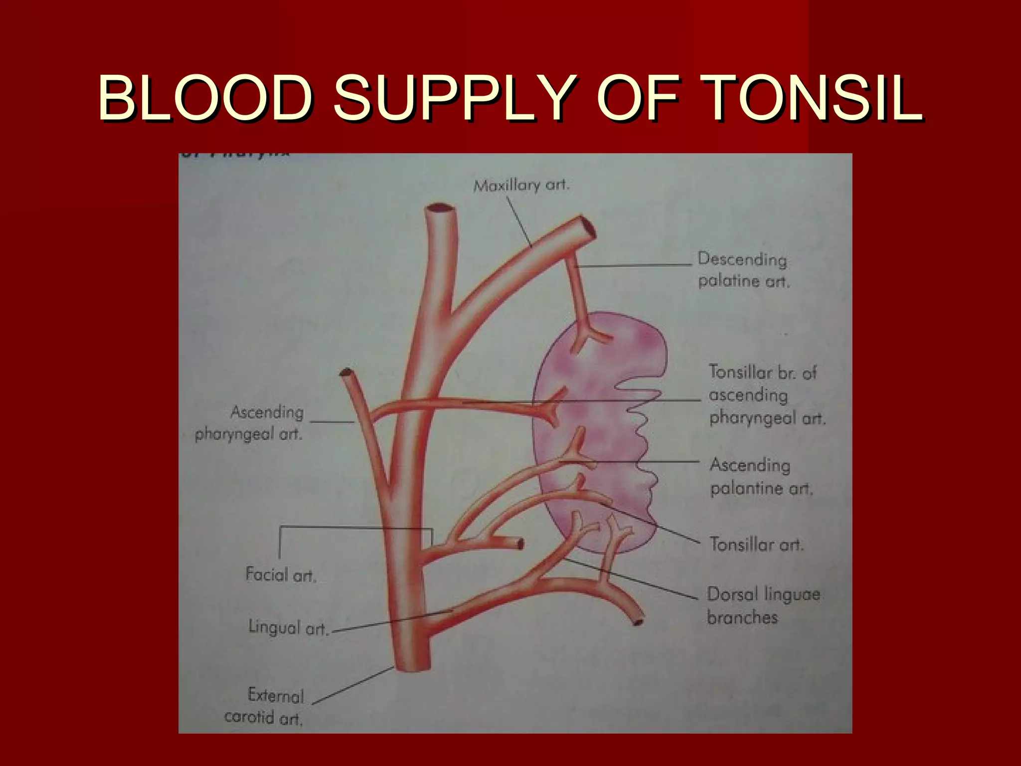 BLOOD SUPPLY OF TONSIL
 