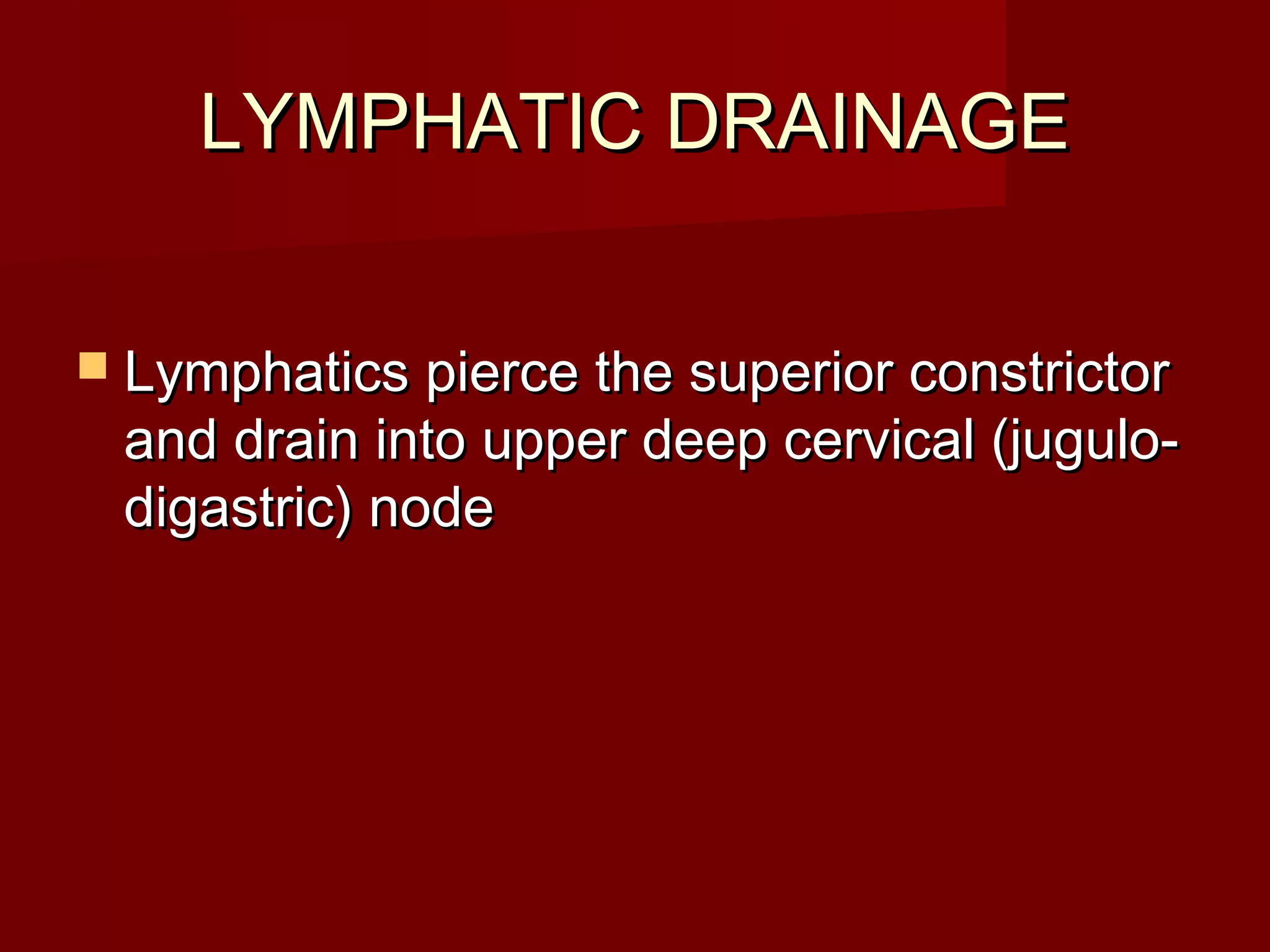 LYMPHATIC DRAINAGE


 Lymphatics pierce the superior constrictor
 and drain into upper deep cervical (jugulo-
 digastric) node
 