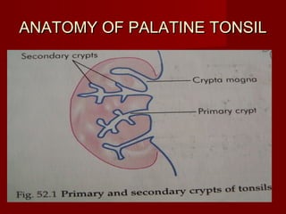 ANATOMY OF PALATINE TONSIL
 