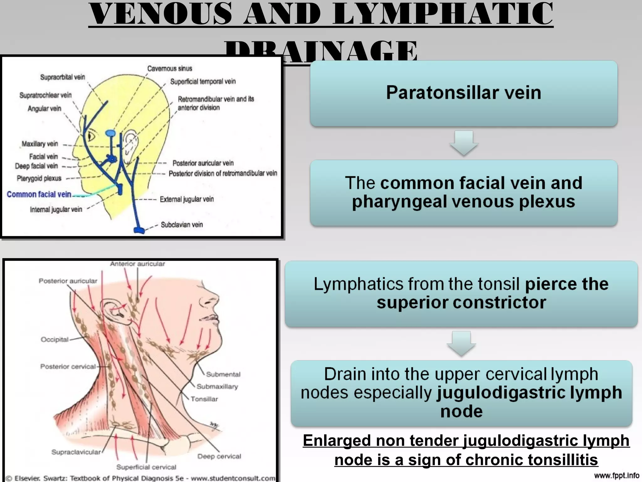 VENOUS AND LYMPHATIC
DRAINAGE
Enlarged non tender jugulodigastric lymph
node is a sign of chronic tonsillitis
 