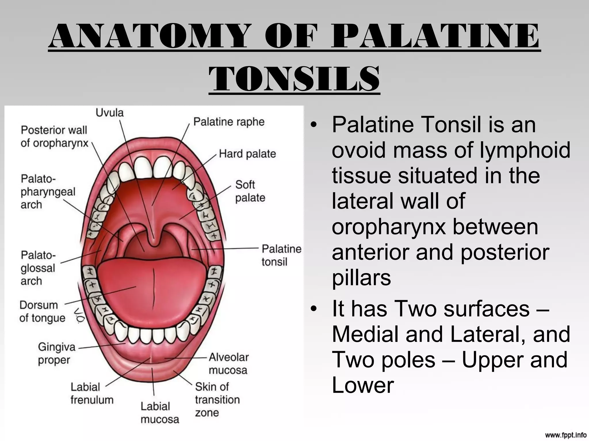 ANATOMY OF PALATINE
TONSILS
• Palatine Tonsil is an
ovoid mass of lymphoid
tissue situated in the
lateral wall of
oropharynx between
anterior and posterior
pillars
• It has Two surfaces –
Medial and Lateral, and
Two poles – Upper and
Lower
 