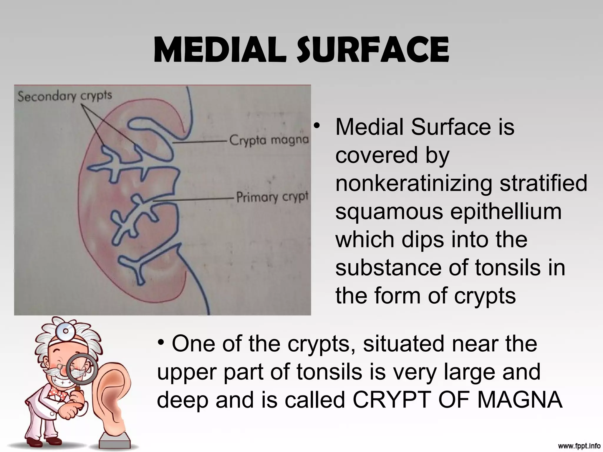 MEDIAL SURFACE
• Medial Surface is
covered by
nonkeratinizing stratified
squamous epithellium
which dips into the
substance of tonsils in
the form of crypts
• One of the crypts, situated near the
upper part of tonsils is very large and
deep and is called CRYPT OF MAGNA
 