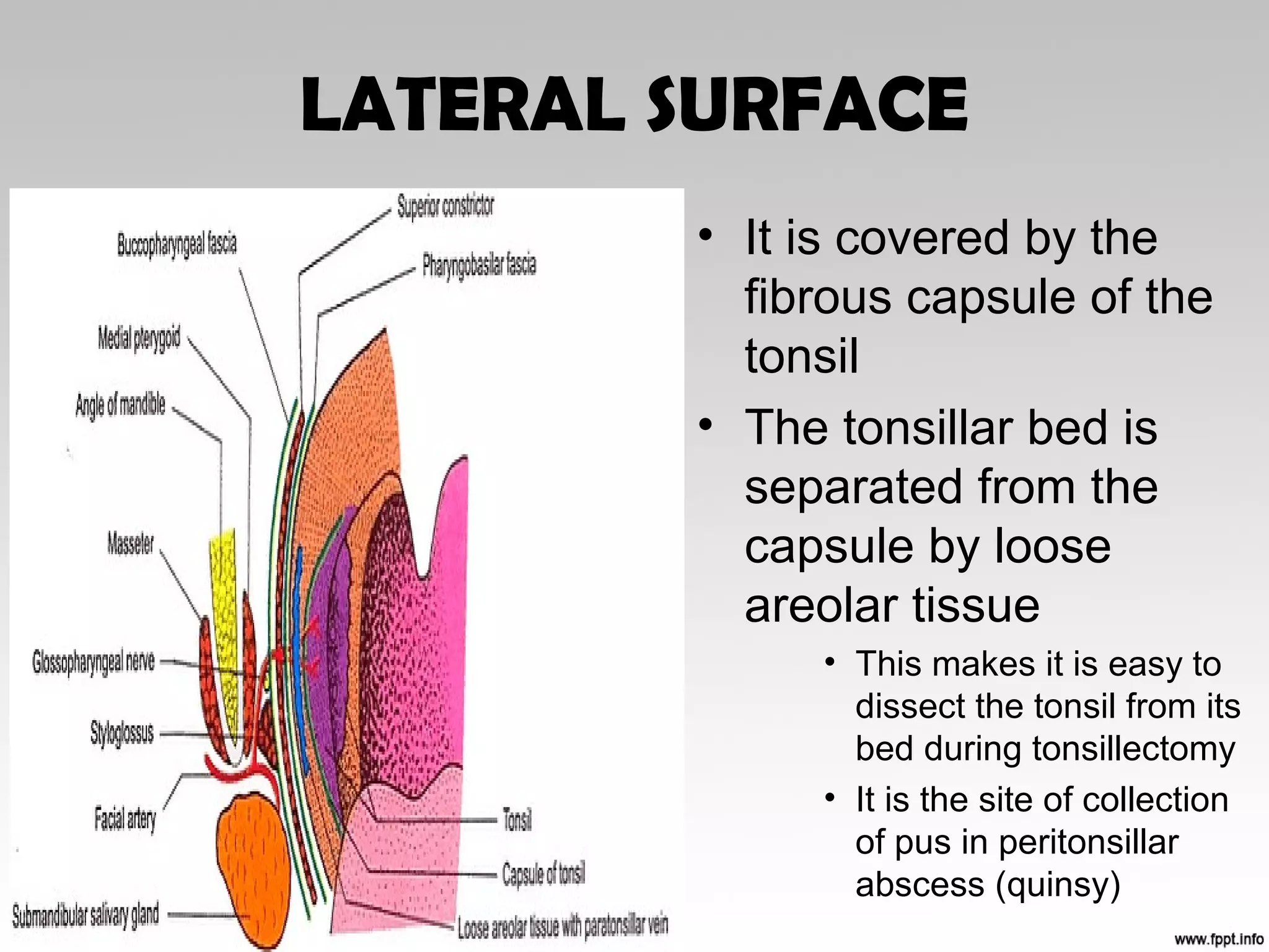 LATERAL SURFACE
• It is covered by the
fibrous capsule of the
tonsil
• The tonsillar bed is
separated from the
capsule by loose
areolar tissue
• This makes it is easy to
dissect the tonsil from its
bed during tonsillectomy
• It is the site of collection
of pus in peritonsillar
abscess (quinsy)
 