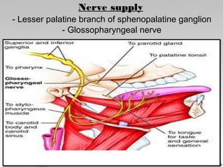 Nerve supply
- Lesser palatine branch of sphenopalatine ganglion
- Glossopharyngeal nerve
 