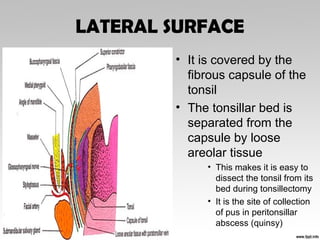 LATERAL SURFACE
• It is covered by the
fibrous capsule of the
tonsil
• The tonsillar bed is
separated from the
capsule by loose
areolar tissue
• This makes it is easy to
dissect the tonsil from its
bed during tonsillectomy
• It is the site of collection
of pus in peritonsillar
abscess (quinsy)
 