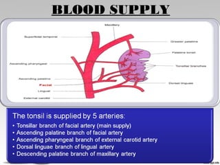 BLOOD SUPPLY
 