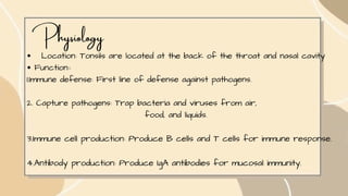 P hysiology
Location: Tonsils are located at the back of the throat and nasal cavity
Function::
1.Immune defense: First line of defense against pathogens.
2. Capture pathogens: Trap bacteria and viruses from air,
food, and liquids.
3.Immune cell production: Produce B cells and T cells for immune response.
4.Antibody production: Produce IgA antibodies for mucosal immunity.
 