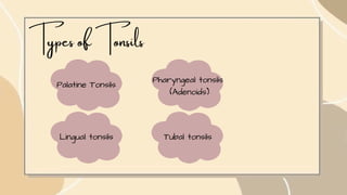 Types of Tonsils
Palatine Tonsils
Pharyngeal tonsils
(Adenoids)
Lingual tonsils Tubal tonsils
 