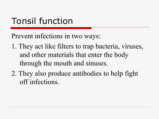 Tonsil function
Prevent infections in two ways:
1. They act like filters to trap bacteria, viruses,
and other materials that enter the body
through the mouth and sinuses.
2. They also produce antibodies to help fight
off infections.
 