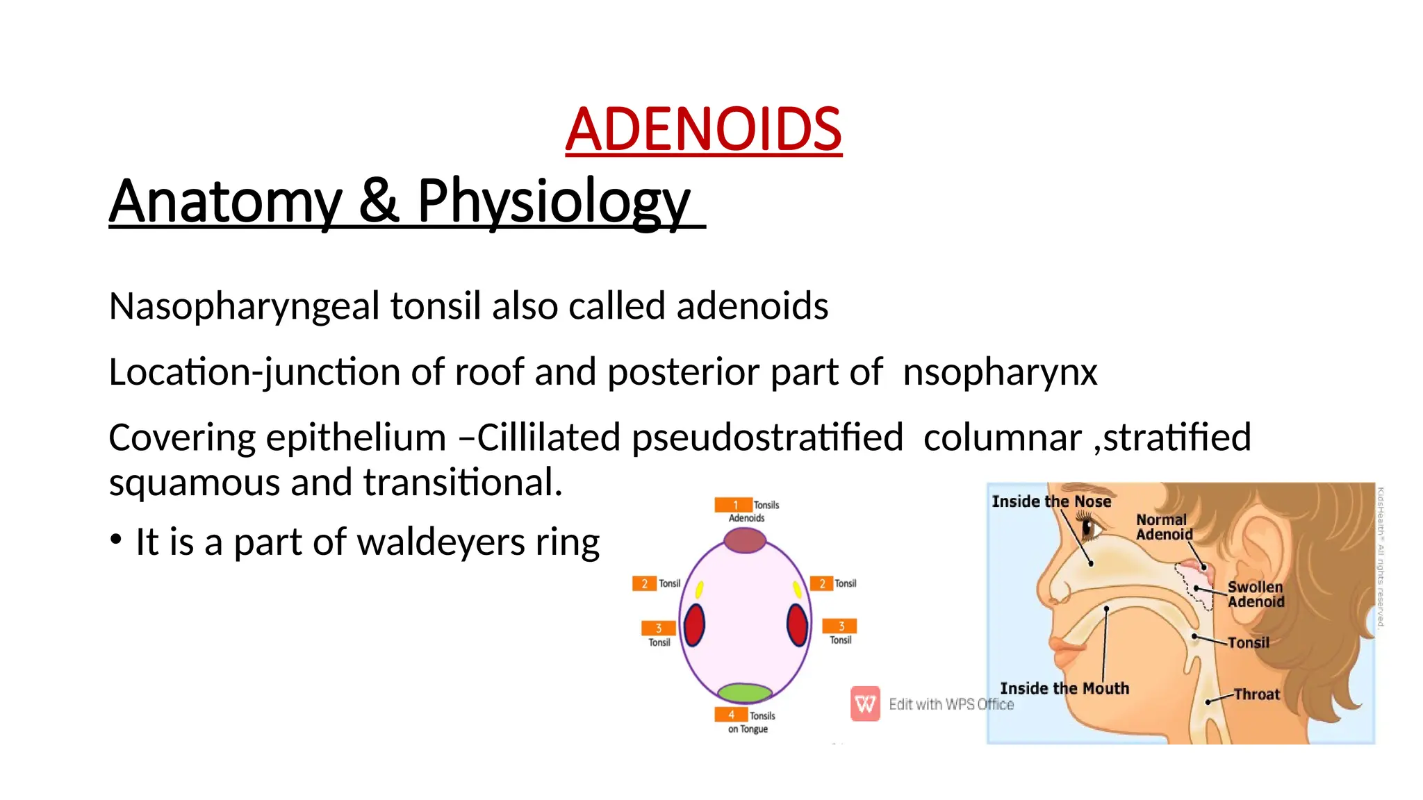 ADENOIDS
Nasopharyngeal tonsil also called adenoids
Location-junction of roof and posterior part of nsopharynx
Covering epithelium –Cillilated pseudostratiﬁed columnar ,stratiﬁed
squamous and transitional.
• It is a part of waldeyers ring
Anatomy & Physiology
 