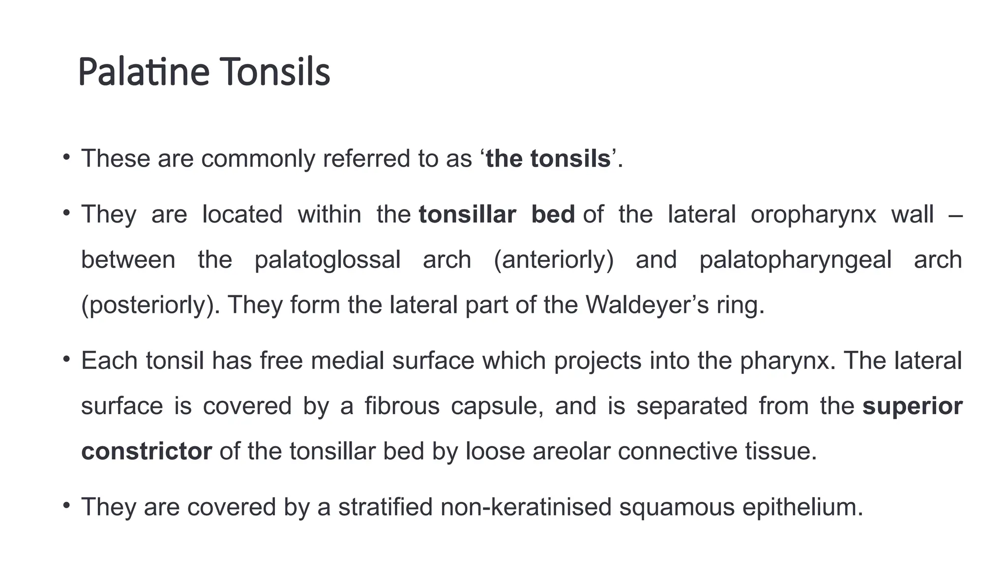 Palatine Tonsils
• These are commonly referred to as ‘the tonsils’.
• They are located within the tonsillar bed of the lateral oropharynx wall –
between the palatoglossal arch (anteriorly) and palatopharyngeal arch
(posteriorly). They form the lateral part of the Waldeyer’s ring.
• Each tonsil has free medial surface which projects into the pharynx. The lateral
surface is covered by a fibrous capsule, and is separated from the superior
constrictor of the tonsillar bed by loose areolar connective tissue.
• They are covered by a stratified non-keratinised squamous epithelium.
 