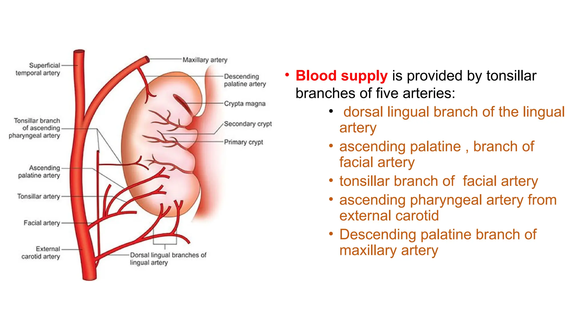 • Blood supply is provided by tonsillar
branches of five arteries:
• dorsal lingual branch of the lingual
artery
• ascending palatine , branch of
facial artery
• tonsillar branch of facial artery
• ascending pharyngeal artery from
external carotid
• Descending palatine branch of
maxillary artery
 