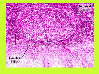 Tonsils And Adenoids Biology Diagrams